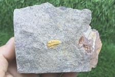 Rare Ormathops Trilobite Fossil from the Lower Ordovician(485–470 Million Years) picture