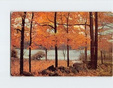 Postcard Beautiful Autumn picture