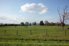 Photo:Rural Alabama 2010 Spring Pasture Cattle Field Landscape picture