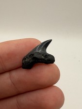 Rare Juvenile 0.88” Giant Thresher Shark Tooth Fossil from the Cooper River picture