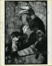 1989 Press Photo First Rhinoceros Hornbills born in captivity at the Audubon Zoo picture