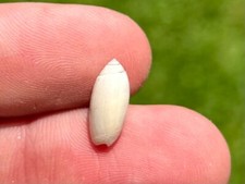 Costa Rica Fossil Gastropod Olivella watermani Miocene Age Olive Oliva Shell picture