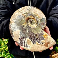 3.06LB Rare natural polished Natural conch fossil specimens of Madagascar picture