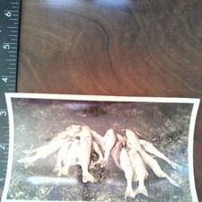 Fishing Catch 1940s-50s Snapshot Photo Plum Lake Boulder Jct WI Americana picture