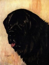 1930s Antique Newfoundland Art Print  F T Daws Newfoundland Illustration 7079g picture