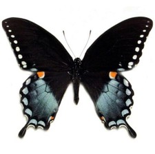 Papilio troilus ONE REAL BUTTERFLY BLUE BLACK SPICEBUSH SWALLOWTAIL WINGS CLOSED picture