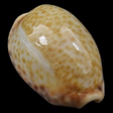 CYPRAEA (Naria) SPURCA VERDENSIUM (Tenerife, Canary Isl., Spain) 18.6mm #45661 picture