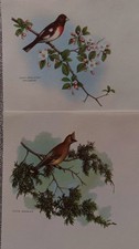 NOS Vintage nature Stationery Set 1960s w/ envelopes dogs fish birds deer skunk picture
