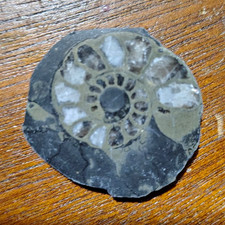 Ammonite Fossil Sections/Halves in Matrix, 3 Pieces, Black & Gray picture