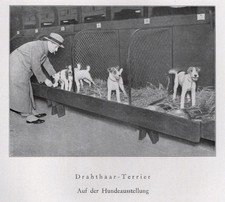Fox Terrier - CUSTOM MATTED - 1940 Vintage Antique - German Dog 