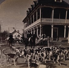 Antique Montreal Hunting Club Hound Dogs Ready to Hunt Stereoview Photo Canada picture