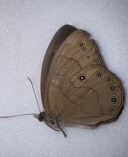 JS13 - Appalachian Satyr Butterfly From Florida - Lethe appalachia - Minor Flaws picture