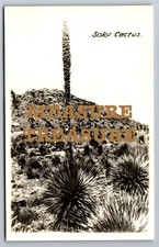 C.1940 RPPC SOTOL CACTUS CACTI DESERT PHOTO Postcard P91 picture