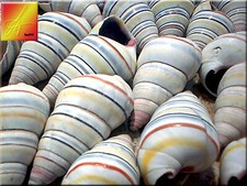 12 Real Haitian Tree Snail Shells (Striped Candy Snail) 1-2
