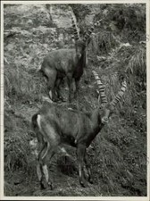 1954 Press Photo Alpine Ibexes in Upper Bavaria, Germany - kfx38899 picture