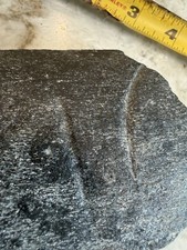 WHALE RIB BONE FOSSIL WITH PREDATION BITE MARKS FOSSIL - POSSIBLE MEGALODON BITE picture