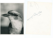 Original Vintage Cherry Kearton SIGNED Photo - Laughing Kookaburra Bird Study picture