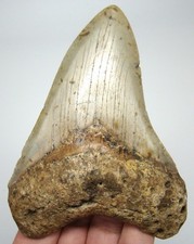 MEGALODON Shark tooth Real Fossil 4.01” - NO Restorations Shark teeth Natural picture