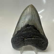 Megalodon Shark Tooth 4.54 Inch - Authentic - Beautiful Fossil - Carolina 20471 picture