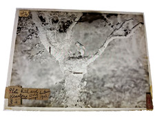 Cherry Kearton Master Glass Negative Cuckoo Wild Natures Ways 1903 Book Plate picture