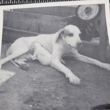 Photo Mother Dog Nursing Her Puppy Vintage picture
