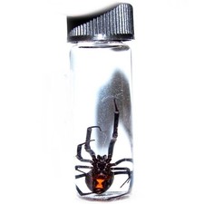LATRODECTUS sp. wet specimen BLACK WIDOW PRESERVED SPIDER 2in VIAL picture