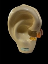 Vintage Denoyer-Geppert Large Ear Anatomical Model picture