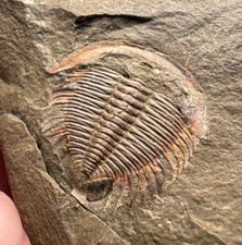 Dactylocephalus sp. Trilobite Fossil – Fine Collector Specimen ✅ picture