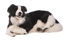 NEW Hansa True-to-Life Laying Border Collie picture