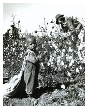YOUNG AFRICAN AMERICAN BOY PICKING COTTON GREAT DEPRESSION ARKANSAS 8X10 PHOTO picture