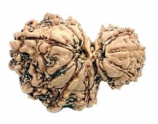 Garbh Gauri Rudraksha - Nepal - IGL Certified picture