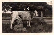 Vintage RPPC Postcard Woman Milking Cow by Fence c.1904-1920s              20319 picture