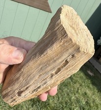 ☘️RR⛏️: Smooth Limb Cast Woodworthia Petrified Wood 7.75” NE AZ picture