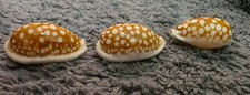 three large Cypraea cribraria Linne  picture