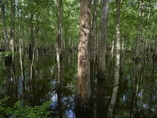 Harleyville South Carolina 2017 Audubon Beidler Forest Swamp Flooded Forest picture