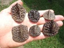 6 BARGAIN ALLIGATOR SCUTES FLORIDA FOSSILS ICE AGE EXTINCT CROCODILE BONES FL @ picture