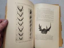 Mammals Mexico and Central and South America J. A. Allen American Museum 1904  picture