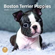 2025 Boston Terrier Puppies Monthly Wall Calendar by Bright Day 12 x 12 Inch ... picture