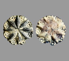Crusader Kingdom Jerusalem Bronze Starburst Rosette Applique 25mm c. 1100 AD COA picture