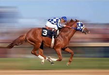 PT15 Secretariat Racehorse Scenic Refrigerator Magnet picture