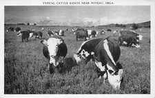Vintage Typical Cattle Ranch Near Poteau, Postcard Poteau Oklahoma Unposted picture
