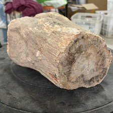 16.61LB  Natural Jurassic tree fossil crystal specimens Healing picture
