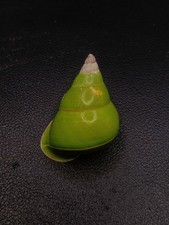Papustyla pulcherrima land sea shell 37mm. Manus island #17467 picture