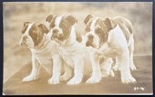 Vintage 1948 Bulldog Puppies RPPC Real Photo Postcard Portland Oregon Dogs picture