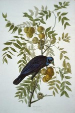 Photo:John J Audubon American Crow 1800s Bird Engraving Print picture