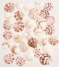 60 Pcs Scallop Shells Natural ~2