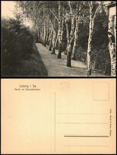 Postcard Leisnig lot in the town forest. birches 1914 picture