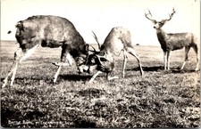 RPPC Battle Royal Bucks Fighting Encampment Wyoming Postcard G153 picture