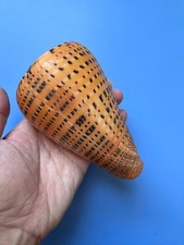 131mm | Conus Betulinus|ORANGE | BIG size | Beautiful shell picture