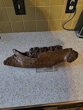 🆒 HUGE  Authentic RARE Woolly Rhinoceros Lower Jaw and Teeth 17.5 